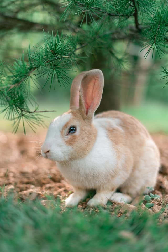 Cute rabbit